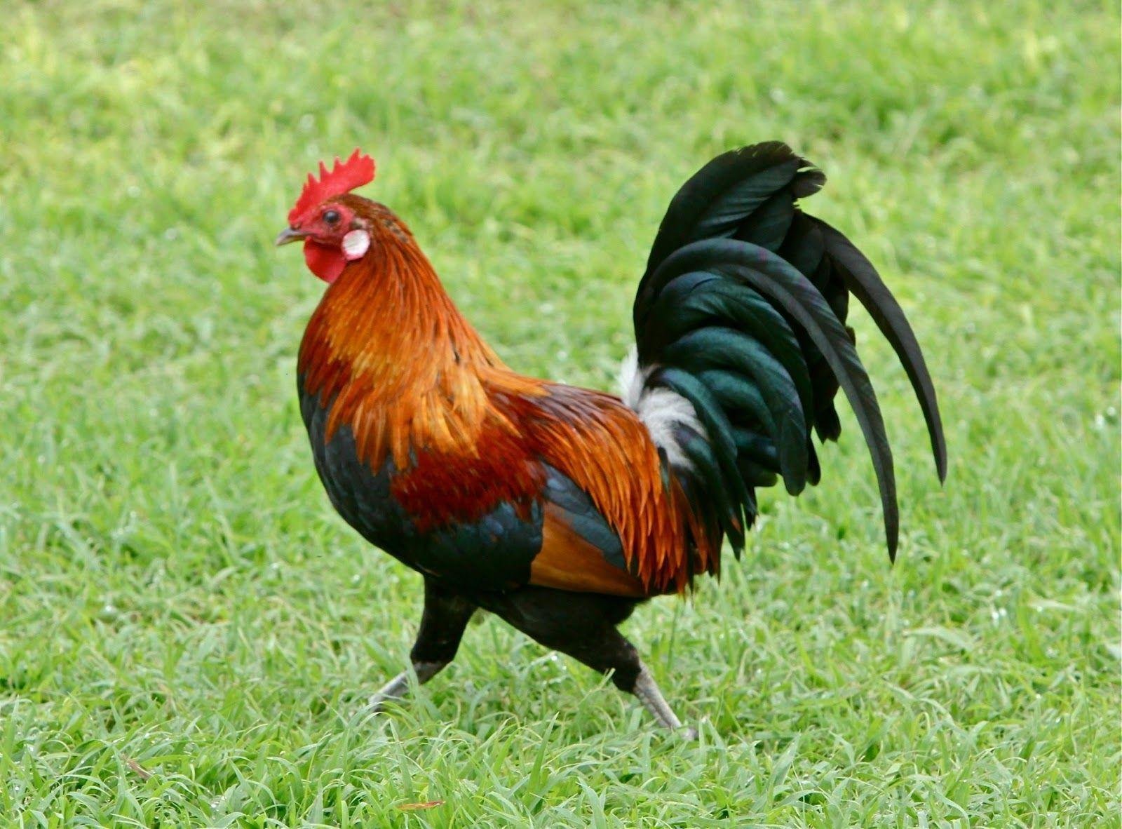 hội đá gà làng ngũ xã là gì hội đá gà làng ngũ xã là gì