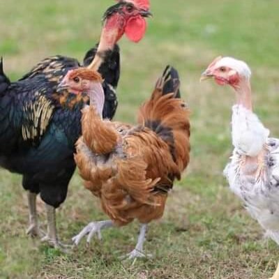thức ăn gà đá tphcm thức ăn gà đá tphcm