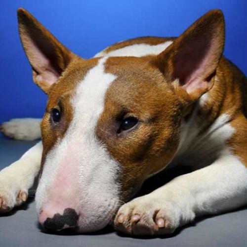 các dòng gà mỹ đá cựa tròn các dòng gà mỹ đá cựa tròn